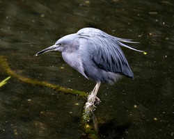 Little Blue Heron bird close-up side profile view perched on a branch in the water displaying blue feathers, body, beak, head, eye, feet with a water background in its environment and surrounding.