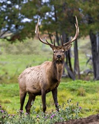 Elk bull male walking in the field with a blur forest background in its envrionment and habitat surrounding, displaying antlers and brown coat fur.