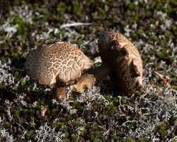 Mushrooms of brown wild mushrooms on ground with moss in the autumn season in their environment and habitat surrounding. Fungus Portrait. 