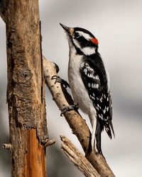 Woodpecker male on a tree branch with a blur background in its environment and habitat surrounding displaying white and black feather plumage wings.