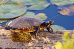 Painted turtle resting on a log in the pond with lily water pad moss and displaying its turtle shell, head, paws in its environment and habitat surrounding. Turtle Image. Picture. Portrait.
