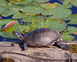 Painted turtle resting on a log in the pond with lily water pad moss and displaying its turtle shell, head, paws in its environment and habitat surrounding. Turtle Image. Picture. Portrait.