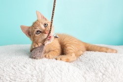 Cute Young Orange Tabby Cat Kitten Rescue Wearing White Flower Bow Tie Lying Down Looking Up Playing and Biting Mouse and String Toy on Blue Background