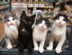 Four Kittens in Cage Pet Store Cat Black White Grey Sitting Cute Portrait Kitten Cats Pet Pets Funny