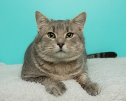 cute grey tabby cat with yellow eyes lying down on a white blanket