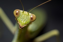 Close up of a Praying Mantis