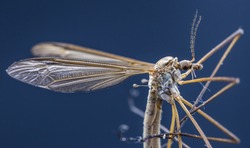 Macro picture of the body of a Crane Fly