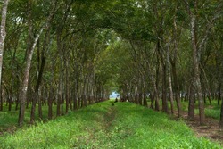 Rubber Plantation garden in central java Indonesia 