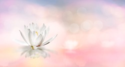 Lotus floating on water and soft blur bokeh reflection on panorama pastel dream color background, White lily water flower on water, White lotus flower refers to purity of mind and spirit in Buddhism