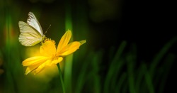 Butterfly on blurred nature dark background in garden , Closeup white butterfly on yellow flower, Natural background concept