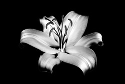 One silver lily flower on black background isolated close up, beautiful black and white single lilly on dark backdrop, gray floral pattern, monochrome design element, illustration, vintage decoration