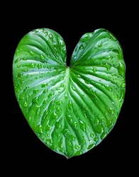 Philodendron green leaves black background isolated close up, Homalomena leaf, fresh rain water drops, exotic tropical plant, natural floral design element, organic nature, heart shape foliage pattern