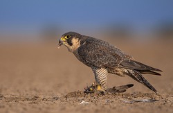 The peregrine falcon, also known as the peregrine, and historically as the duck hawk in North America, is a widespread bird of prey in the family Falconidae. A large, crow-sized falcon, it has a blue-
