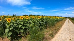 Cobblestone road located in Carreco, Portugal. Stone-paved road in the sunflower field. Large yellow sunflowers bloomed on a farm field in summer.