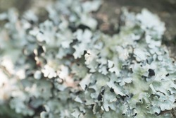 lichen hypogymnia physodes on tree branch macro selective focus