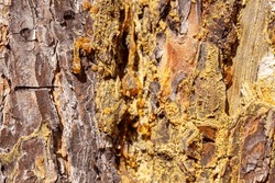 The pine resin. Amber yellow, transparent natural resin on wood.Drops of pine resin against the background of the bark.