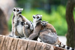 Tailed lemur (Lemur catta) family of lemurs sitting on a branch