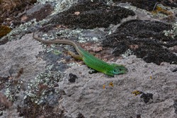 Lizard at Aktovsky Canyon, Kherson Region, Ukraine
