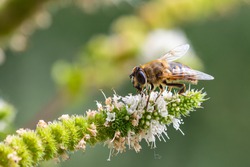 Macro of a honey bee (apis mellifera) on a mint (menta piperita) blossom with blurred bokeh background; pesticide free environmental protection save the bees biodiversity concept;