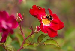 Macro of a bumble bee (bombus) on a red rose with blurred background; pesticide free environmental protection save the bees concept;