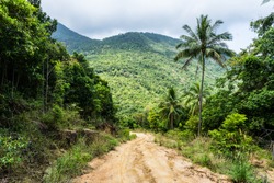 A dirt road down among the jungle and palm trees on a tropical island in clear weather
