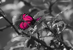 Pink colorized butterfly on Black & White background.