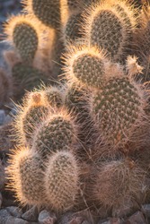 Fluffy pear cactus with sunlight halo in Valley of Fire, Nevada, USA