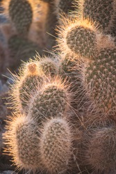 Fluffy pear cactus with sunlight halo in Valley of Fire, Nevada, USA