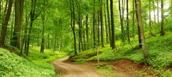 Panorama of a path through a lush green summer forest
