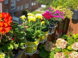 Pink red yellow blooming Chrysanthemum flowers in decorative flower pots white baskets hanging on balcony fence high angle view, floral wallpaper background with autumn balcony flowers