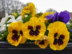 Giant vibrant yellow garden pansy flowers with rain water drops close up in decorative flower pot in a balcony terrace garden