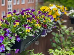 Decorative flower pots with spring flowers viola cornuta in vibrant violet and yellow color, purple yellow pansies in flower pots hanging on a fence in balcony garden