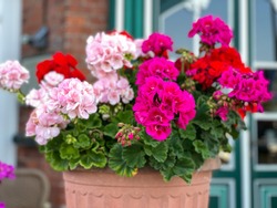 Vibrant red and pink blooming geranium flowers in decorative flower pot close up, floral wallpaper background with mixed red and pink geranium Pelargonium