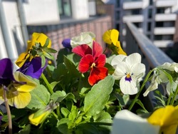 Beautiful viola cornuta pansy flowers in vibrant purple, red and yellow color in flower pot hanging on the balcony fence, floral wallpaper background with beautiful balcony heartsease flowers