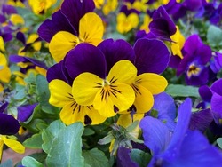 Vibrant purple violet and yellow Viola Cornuta pansies flowers close up, floral wallpaper background with blooming yellow purple heartsease pansy flowers
