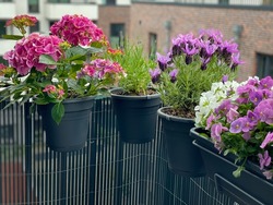 Decorative flower pots with blooming balcony flowers, pink Hydrangea, purple violet lavender and pansies flowers in flower pots hanging on a fence in balcony garden