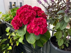 Decorative flower pot with blooming Hydrangeas flowers in vibrant red pink color, potted balcony flowers  hanging on a fence in balcony garden