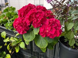 Decorative flower pot with blooming Hydrangeas flowers in vibrant red pink color, hortensia in flower pot hanging on a fence in balcony garden