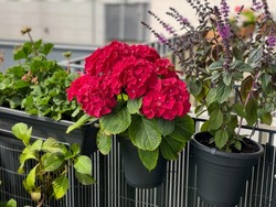 Decorative flower pots with blooming Hydrangeas flowers in vibrant red pink color and purple basil herb in balcony terrace garden close up