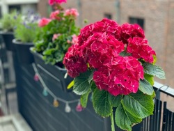 Decorative flower pots with blooming Hydrangeas flowers in vibrant red pink color in balcony terrace garden close up