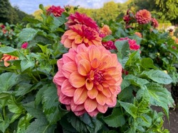Stunning view of summer autumn botanical garden with colorful pink orange dahlias flowers, floral wallpaper background with blooming dahlia