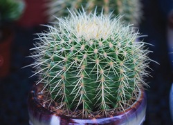 Collection of Cactuses voso ornamental Cactas plant