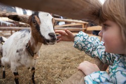 A young girl feeding goat. Close up on hand and goat head. Innsbruck, Austria.