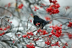 Blackbirds feeding on rowan berries