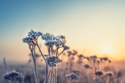 Frozen flowers on a foggy morning against the backdrop of the dawn sun