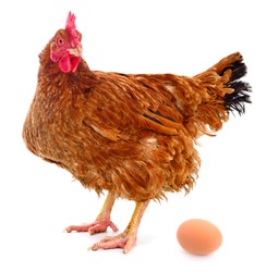 Young brown hen and egg isolated on white background.