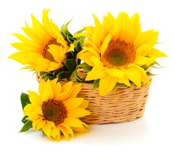 Group of yellow bright beautiful sunflower flowers in bascket collage isolated on white background with green leaves. 