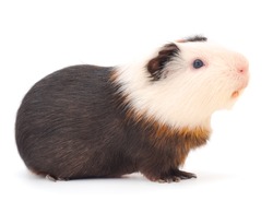 Guinea pig isolated on white background. Funny, guineapig. 
