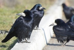 Eurasian rook (Corvus frugilegus) and crows (Corvus corax) in bird flock. Widlife in nature.