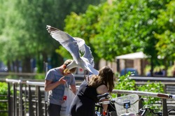 Seagull flying away with white bread in its mouth